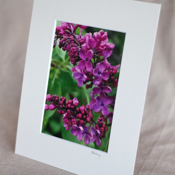 "Lilacs After the Rain" 5x7 Photography Print - Picture 2 of 3